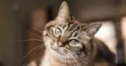 Cat expert's 'golden rule' for litter boxes to keep pets happy