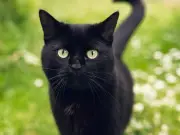 Cat Fouling in Your Garden: What Are Your Legal Rights?