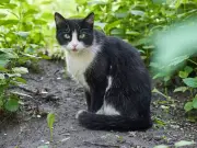 Cat Found Wandering Alton Towers Had Travelled Six Miles From Home