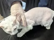Cat left bald after owner plucked fur in cruelty case