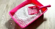 Cat Litter Hack for Patio Stains: Expert Tips