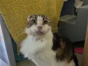 Cat loses ears to sun damage; UK owners warned