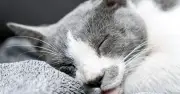 Cat owners urged to watch for 'unusual behaviour' that 'deserves attention'