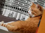 Cat owners warned: hot weather raises high-rise fall risk