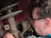 Cat rescued from car engine after eight-hour ordeal