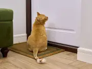 Cats hate closed doors due to territorial instincts, expert says