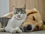 Cats Protection shares 'scent rule' to help pets feel happier at home