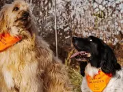 Charity dog walk in Glasgow this weekend for Maggie's
