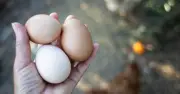 Check eggs for Red Lion symbol after salmonella death