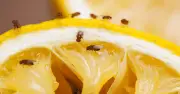 Chef's 3-Step Method to Get Rid of Fruit Flies for Good