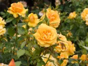 Chelsea experts share simple secret to keep roses blooming until autumn