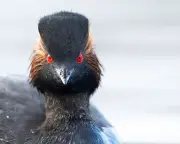 Cheshire Wetland Welcomes Rare Black-Necked Grebe