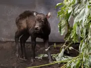 Chester Zoo announces birth of world's smallest buffalo