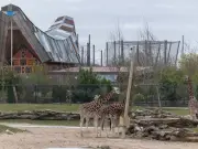 Chester Zoo brings back £10 afternoon tickets and extends hours