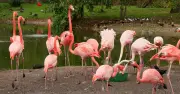 Chester Zoo CEO Warns Green Pipeline Plan Threatens Habitats