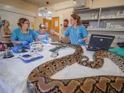 Chester Zoo snake gets human cancer treatment in world first