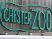 Chester Zoo Welcomes Five Rare Bush Dog Pups Born in UK This Year