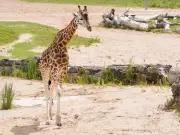 Chester Zoo's £10 tickets return for limited time after rare animals born