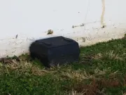 Chilling Truth About Humane Rat Traps as Heatwave Fuels UK Plague