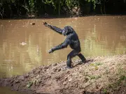Chimps 'bowl' rocks at trees in bizarre cricket ritual