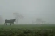 Classical BSE case confirmed in cow on Scottish farm