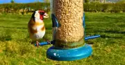 Clean bird feeders weekly to protect garden birds from disease
