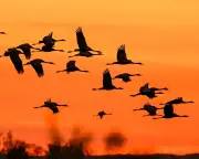 Climate Crisis Fuelling Steep Fall in Migratory Bird Numbers, Study Finds