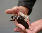 Cockroaches to Aid Search and Rescue After Earthquakes