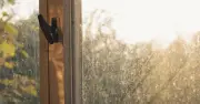 Cornstarch trick: streak-free windows in 10 minutes