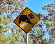Could the Greens block NSW's koala national park?