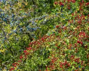 Country Diary 1926: Touch of Autumn in the Air
