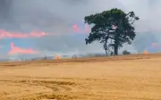 Country Diary 1976: Lone Chestnut Tree Burns in Sussex Field