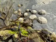 Country diary: Pity the poor limpets smashed by children