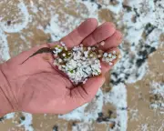 Country diary: We're going on a nurdle hunt on Whitley Bay beach