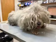 Couple banned after dogs' extreme matting caused prolonged suffering