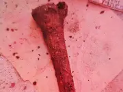 Couple's 'animal bones' under patio turn out to be human remains