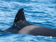 Critically endangered orca found with suspected shotgun wounds in Strait of Gibraltar