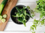 Cucumber peels: natural wasp repellent hack for UK gardens