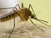 Cyprus confirms first West Nile virus case of 2026 as man, 74, fights for life in ICU