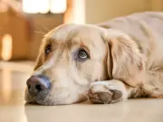 Dad demands stepkids change dog's name over son's upset