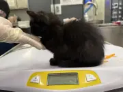 Dad jailed for killing kittens in front of teen daughter
