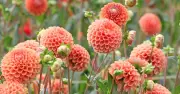 Dahlias grow brighter flowers with one simple task