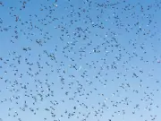 Darts Stars Battle Fly Swarms at European Tournaments