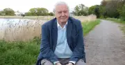 David Attenborough's Urgent Advice for Cat Owners with Gardens This Summer