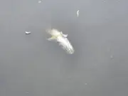 Dead fish found in Wigan park lake as Environment Agency responds