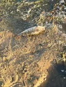 Dead fish wash up at London lake in heatwave blow to wildlife