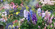 Deadhead now for double flowers: gardening expert shares easy trick