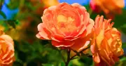 Deadhead Roses in August for Bigger, Longer-Lasting Blooms