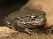 Deadly Toad-Smoking Craze Sweeps Celebrities