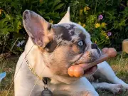 Deaf French Bulldog Patch Seeks Patient Home to Learn Sign Language